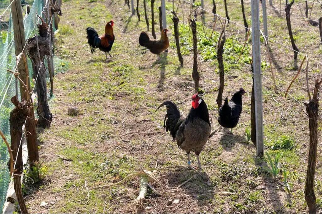 Gite L'Oeuf Ou La Poule, Parking Prive, Sur Domaine Viticole รีโบวิลเล ภายนอก รูปภาพ